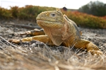 Galapagos Islands